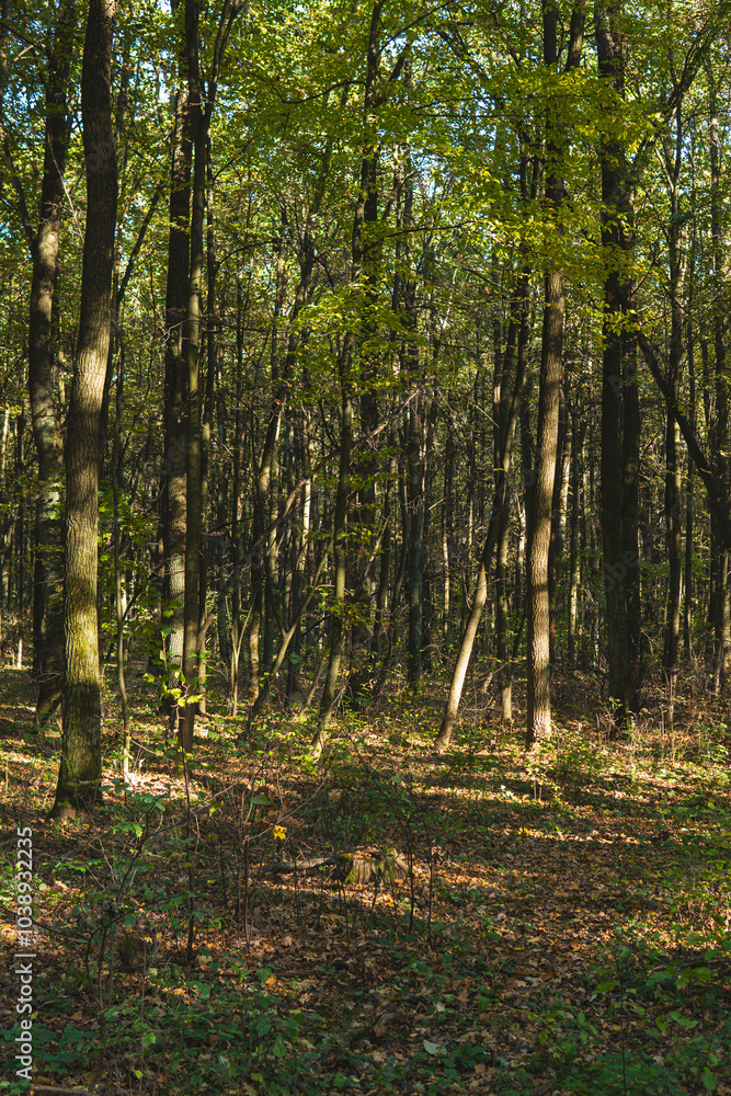 Fototapeta premium Forest during sunny day on the beginning of fall season