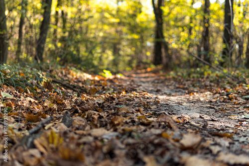 Detail of yellow leaves lying down on a ground path through a forest