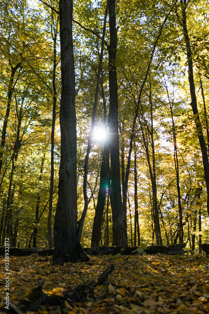 Fototapeta premium Forest during sunny day on the beginning of fall season