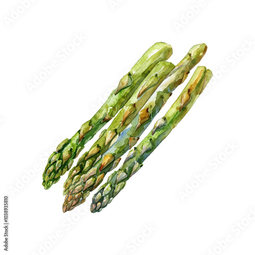 asparagus vector illustration in watercolor style