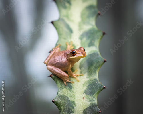 Frog photo