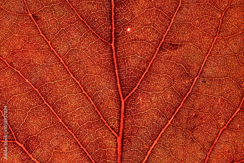 Red leaf texture, extreme close up, flat material, dried leaf