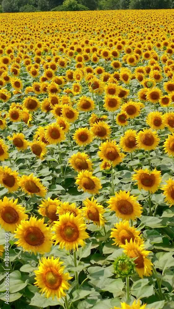 Colorful landscape of blooming sunflowers. Flight over beautiful sunflower field. Background of bright yellow sunny agriculture plants in summer. Drone view. Vertical video Colorful landscape of blooming sunflowers. Flight over beautiful sunflower field. Background of bright yellow sunny agriculture plants in summer. Drone view. Vertical video