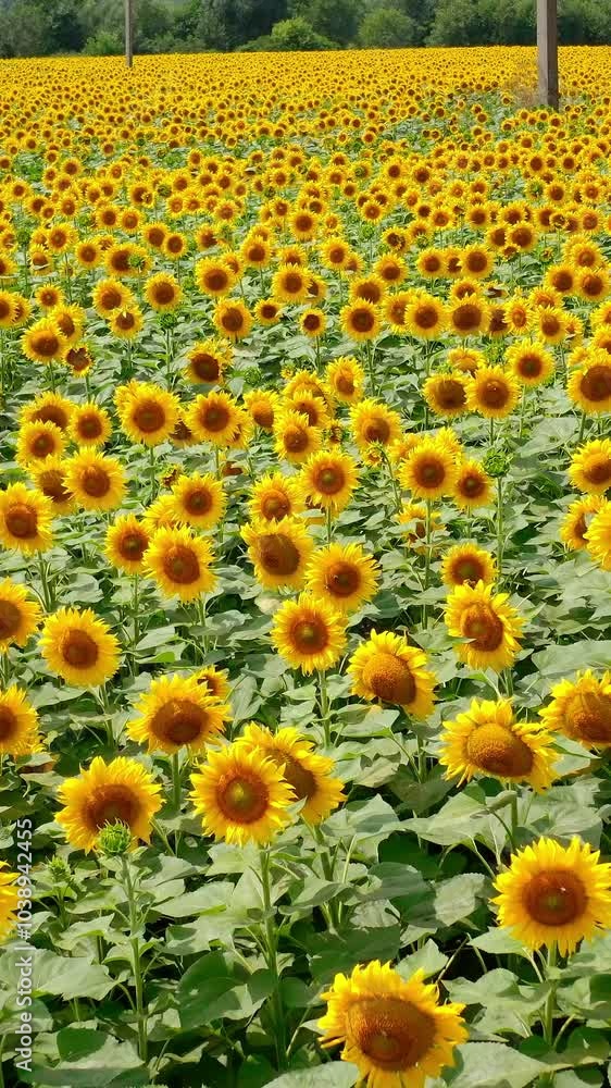 Sunflowers blooming. Yellow plantation of agricultural plants growing and flowering in summer. Amazing landscape of sunflowers in the countryside. Vertical video Sunflowers blooming. Yellow plantation of agricultural plants growing and flowering in summer. Amazing landscape of sunflowers in the countryside. Vertical video