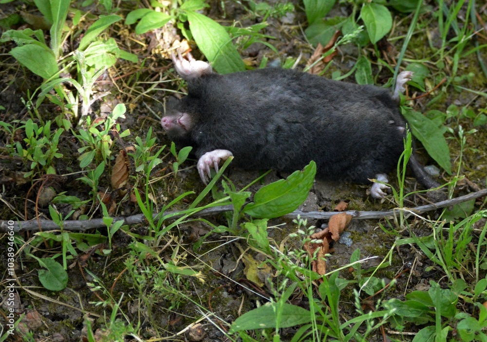 black mole on the grass black mole on the grass
