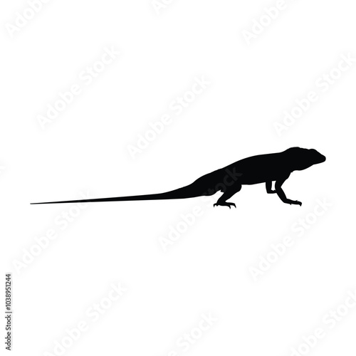 lizard on white background