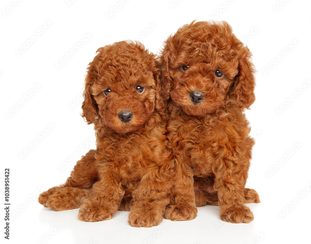 Two Cute Red Poodle Puppies Sitting