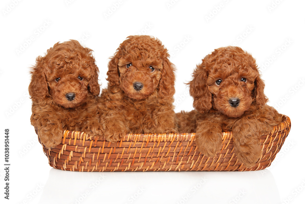 Three Red Toy Poodle Puppies in Basket Three Red Toy Poodle Puppies in Basket