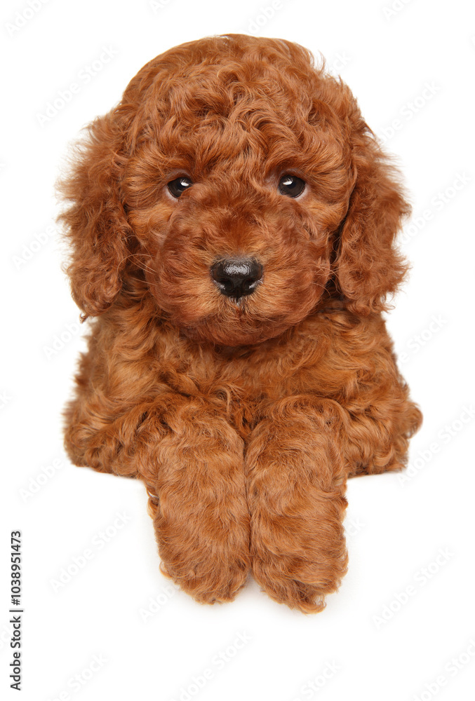 Red Toy Poodle Puppy Sitting Over White Banner Red Toy Poodle Puppy Sitting Over White Banner