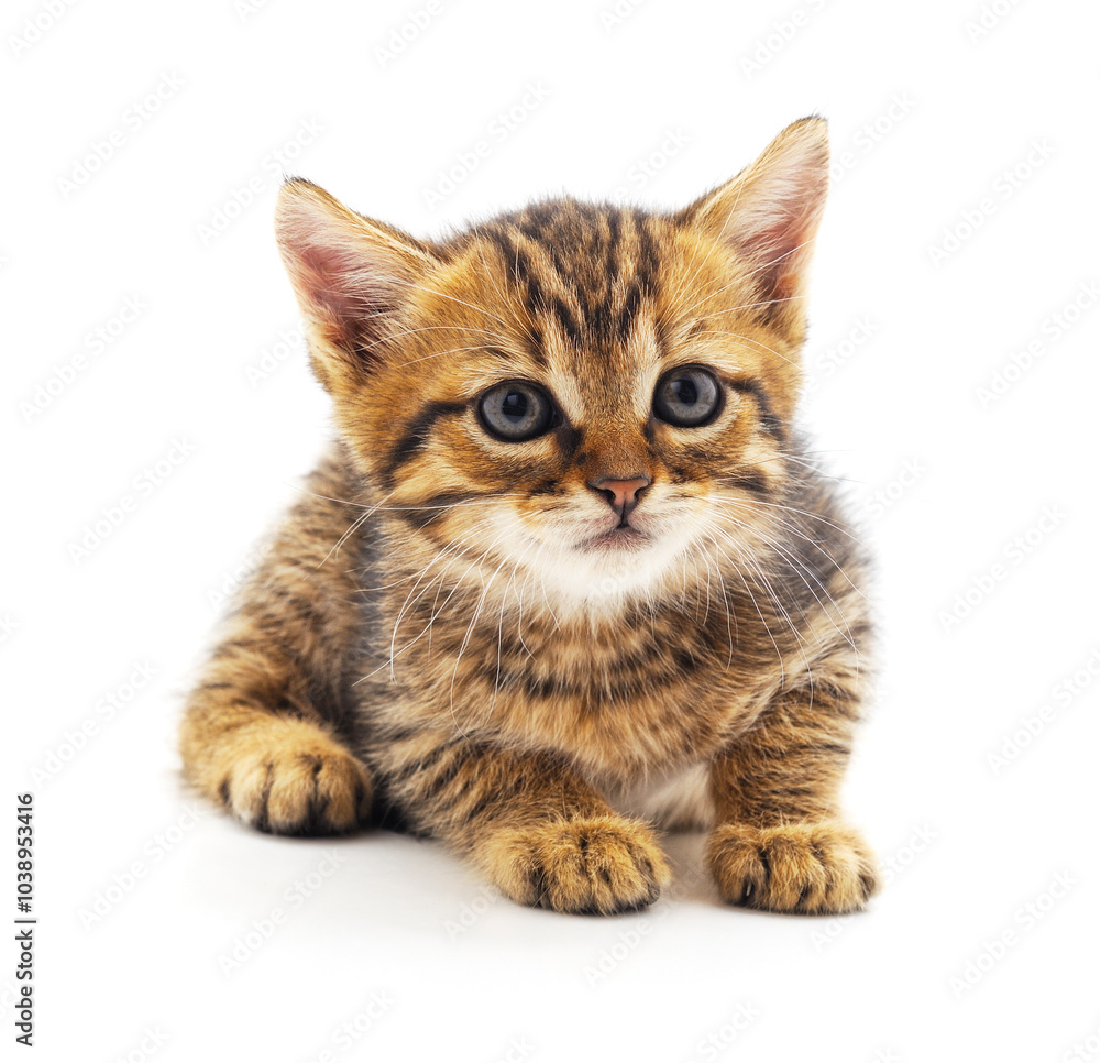 Obraz premium Little gray kitten.