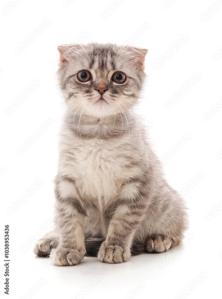 Obraz premium Little gray kitten .