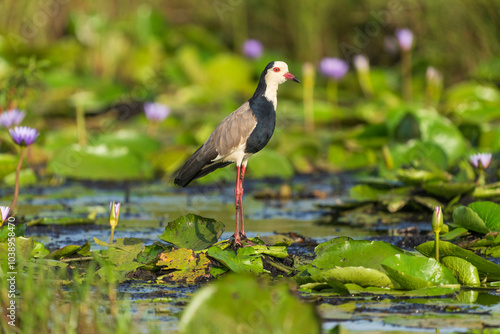 Long-toed lapwing (Vanellus crassirostris)