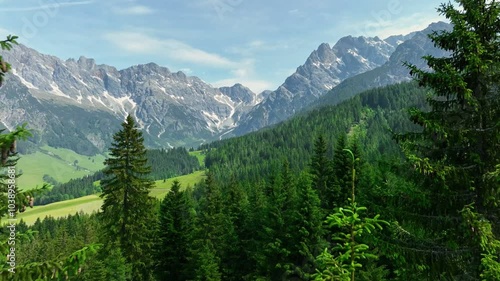 Tall Pine Trees Stand Majestically in the Austrian Alps. Dense forest of pine trees, showing the snow-capped peaks of the Austrian Alps in the distance