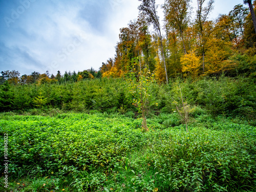 Wiederaufforstung im herbstlichen Mischwald photo