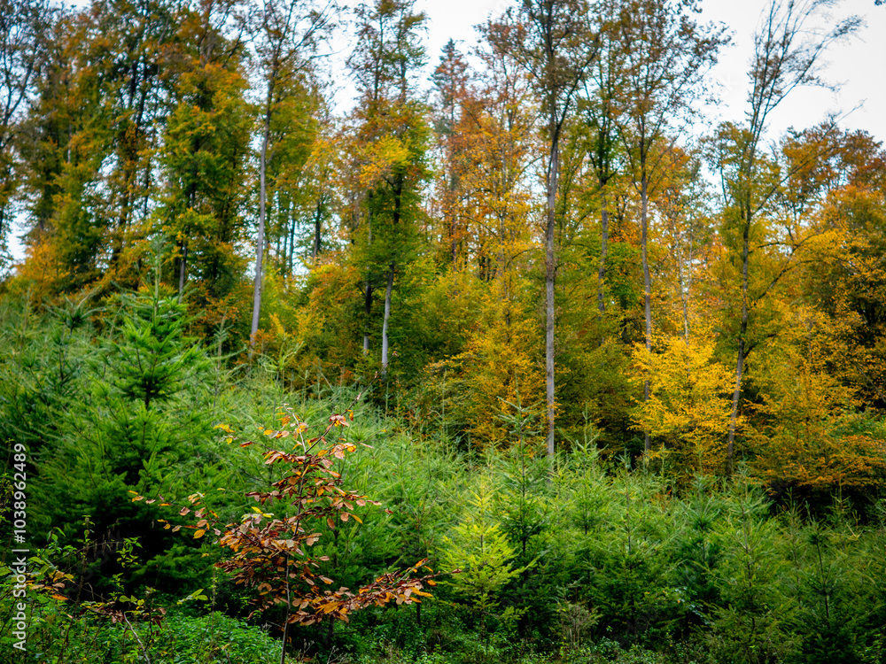 Wiederaufforstung im herbstlichen Mischwald Wiederaufforstung im herbstlichen Mischwald