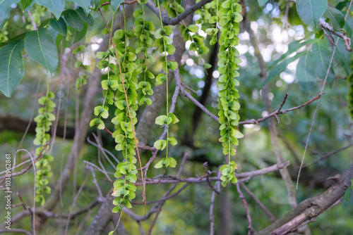 Pterocarya fraxinifolia in park in summer. Romantic trees. Green leaves in garden. Characteristic fruits of Caucasian wingnut. photo