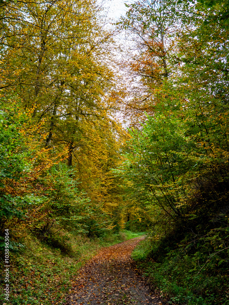 Waldweg durch den herbstlichen Wald Waldweg durch den herbstlichen Wald