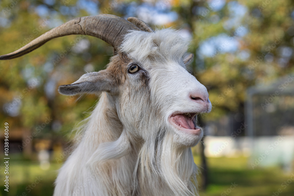 Fototapeta premium Close-up of a playful goat with open mouth and majestic horns in a sunlit autumn day. Concept of farm life, animal expression, and nature's charm