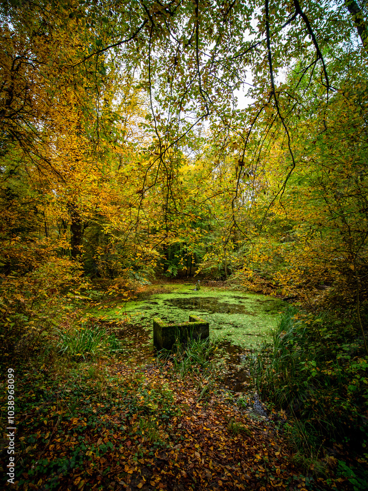 Kleiner Tümpel im herbstlichen Mischwald Kleiner Tümpel im herbstlichen Mischwald