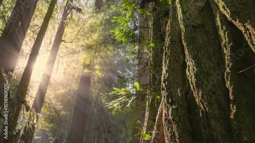 Wallpaper Mural Sunlight Filtering Through Ancient Redwood Trees in Tranquil Forest. Redwood national park, United States. Sunlight Streams Through Tall Redwood Trees in morning fog Torontodigital.ca