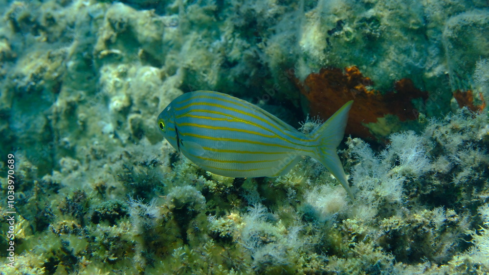 Obraz premium Salema porgy or dreamfish (Sarpa salpa) undersea, Aegean Sea, Greece, Halkidiki, Pirgos beach