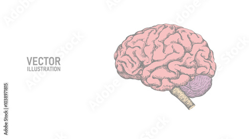 Anatomical human brain line drawing. Coaching session problem solution concept. Psychologist therapy and mental health. Education online business vector illustration
