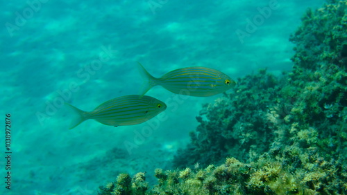 Salema porgy or dreamfish (Sarpa salpa) undersea, Aegean Sea, Greece, Halkidiki, Pirgos beach photo