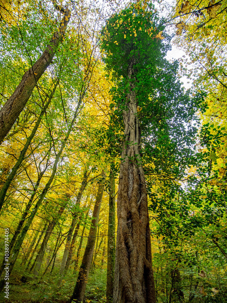 Obraz premium Herbst im Mischwald