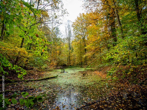 Kleiner Tümpel im herbstlichen Mischwald photo