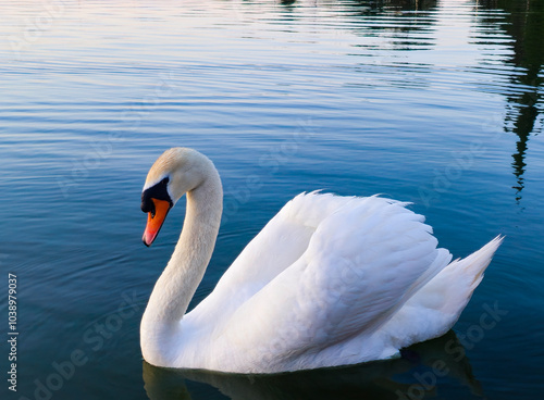 Close-Up of a Majestic Swan on a Tranquil Lake
