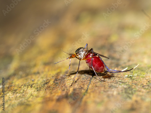 фотографія Macro shot of an Anopheles Stephensi  mosquito with a blood-filled abdomen on a