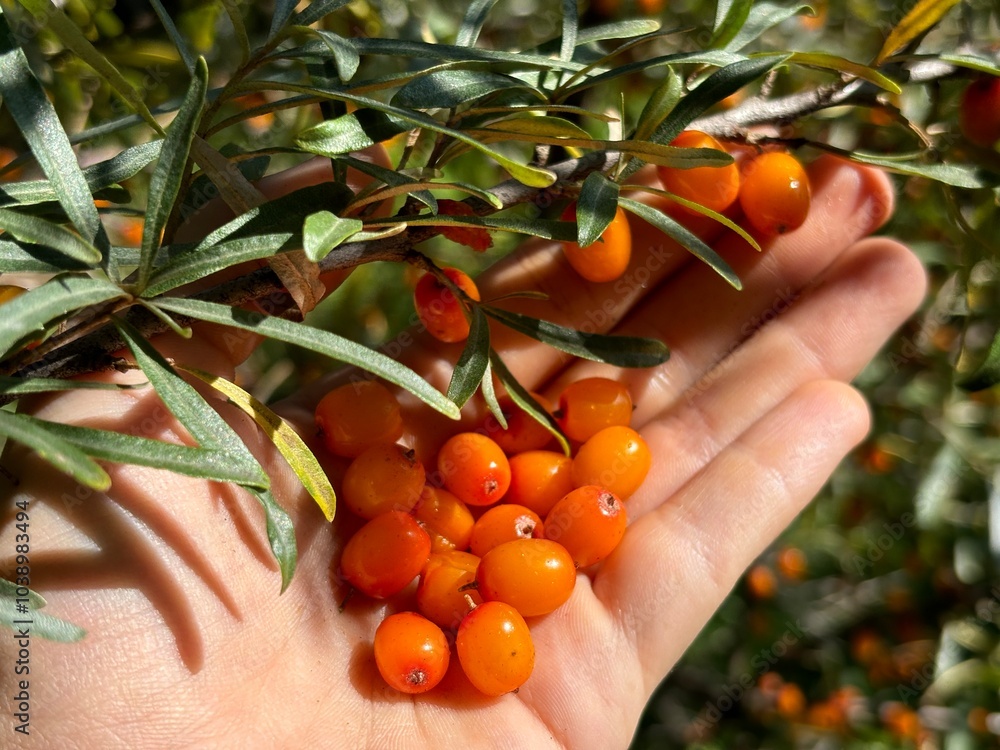 A handful of sea buckthorn fruits in a womans hand close-up. High quality photo A handful of sea buckthorn fruits in a womans hand close-up. High quality photo