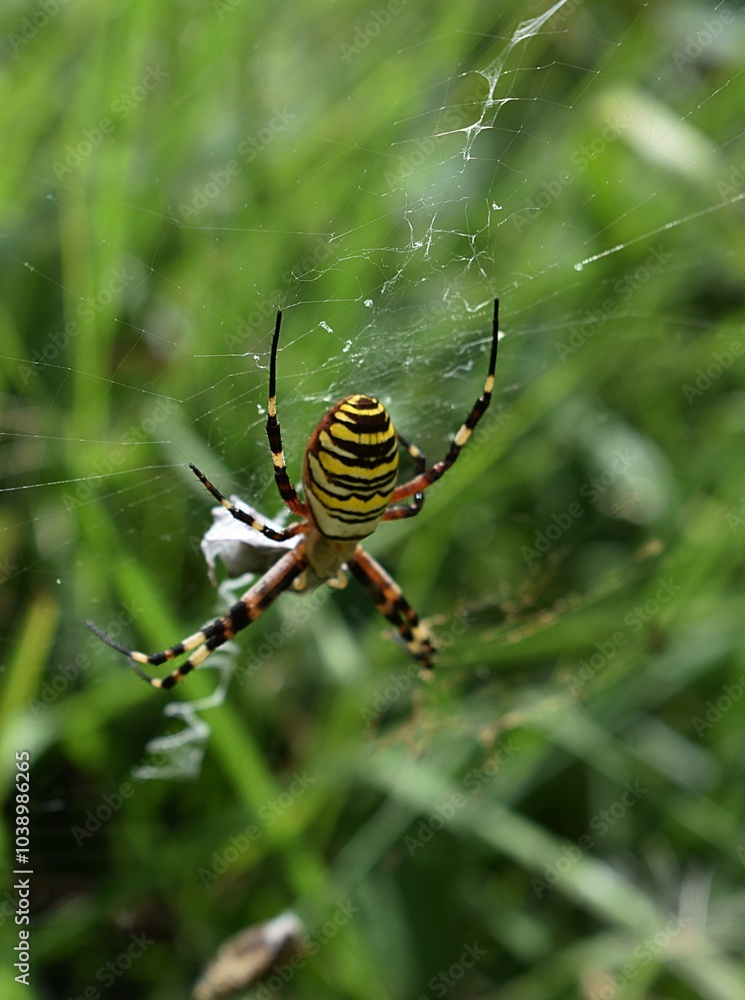 Epeire fasciée (Argiope bruennichi) femelle empaquetant sa proie au centre de sa toile. Epeire fasciée (Argiope bruennichi) femelle empaquetant sa proie au centre de sa toile.