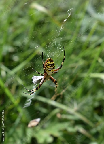 Epeire fasciée (Argiope bruennichi) femelle empaquetant sa proie au centre de sa toile.