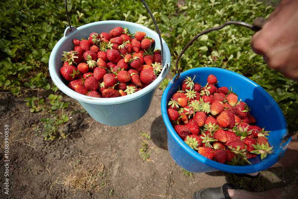 Picking strawberries on the farm Picking strawberries on the farm