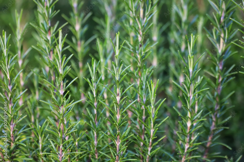 Rosmarinus officinalis. Fresh green rosemary leaves. Rosmarinus officinalis. Fresh green rosemary leaves.