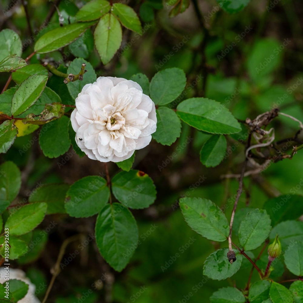 Obraz premium 秋の深まり花ざかり