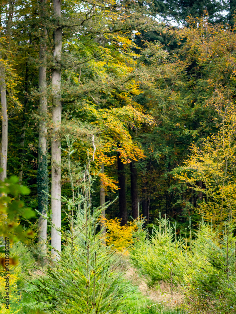 Fototapeta premium Wiederaufforstung im herbstlichen Mischwald