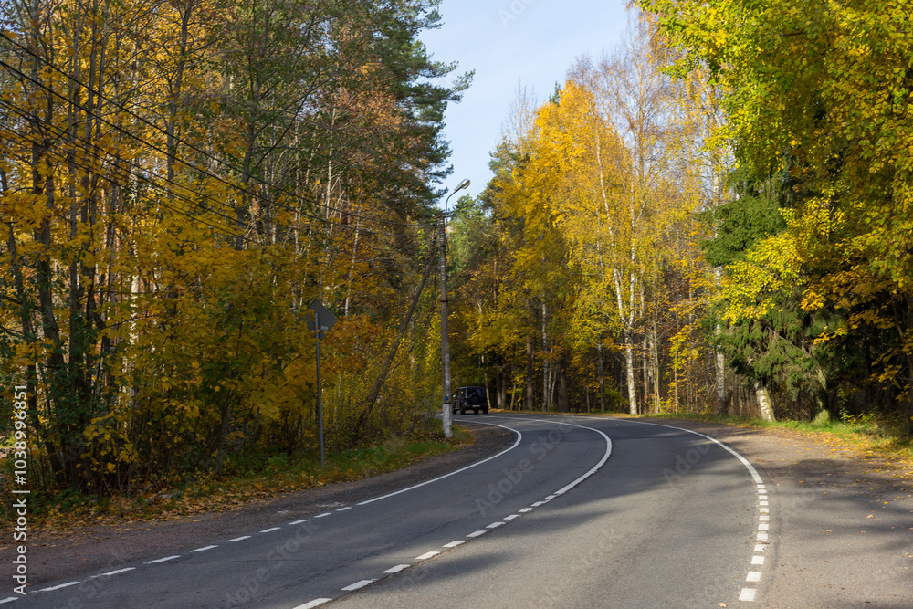 A road in the middle of an autumn forest A road in the middle of an autumn forest