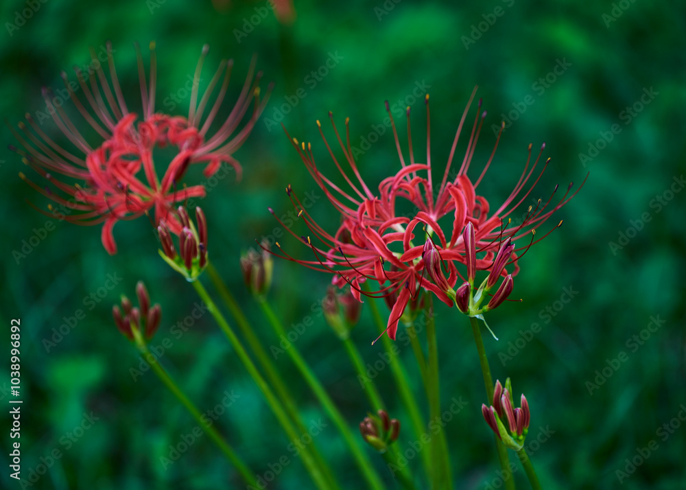 Delicate petals of red spider lily_24