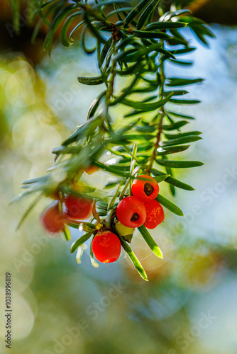 Herbst Früchte am Baum im Botanischen Garten