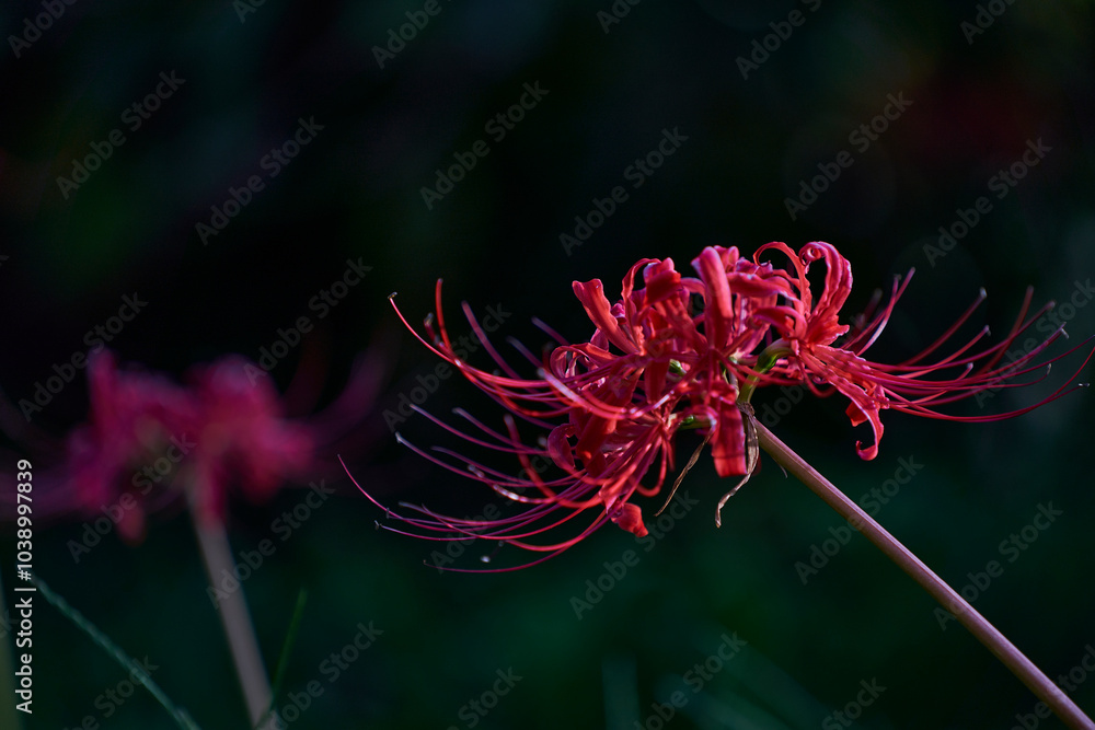 Delicate petals of red spider lily_15 Delicate petals of red spider lily_15
