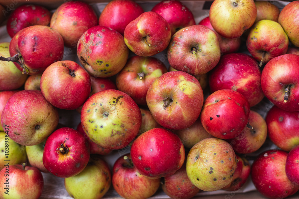 Full frame photo of freshly picked apples. Full frame photo of freshly picked apples.