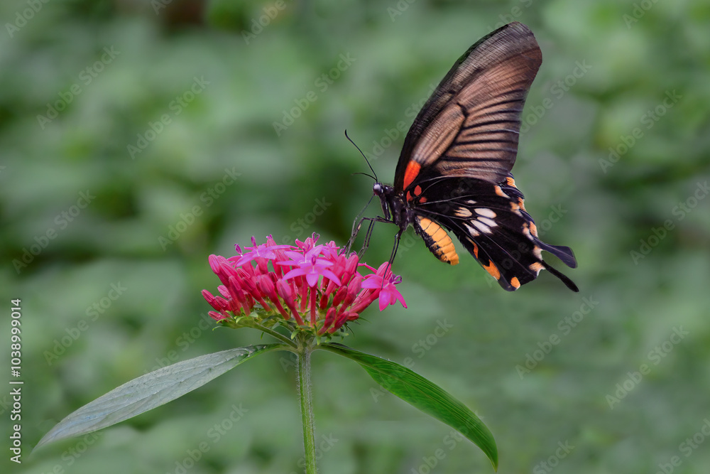 Isolated side view of Common Mormon Butterfly (Papilio polytes) using its elongated tubular proboscis to feed on nectar from pink blossoms of lantana flower. Isolated side view of Common Mormon Butterfly (Papilio polytes) using its elongated tubular proboscis to feed on nectar from pink blossoms of lantana flower.