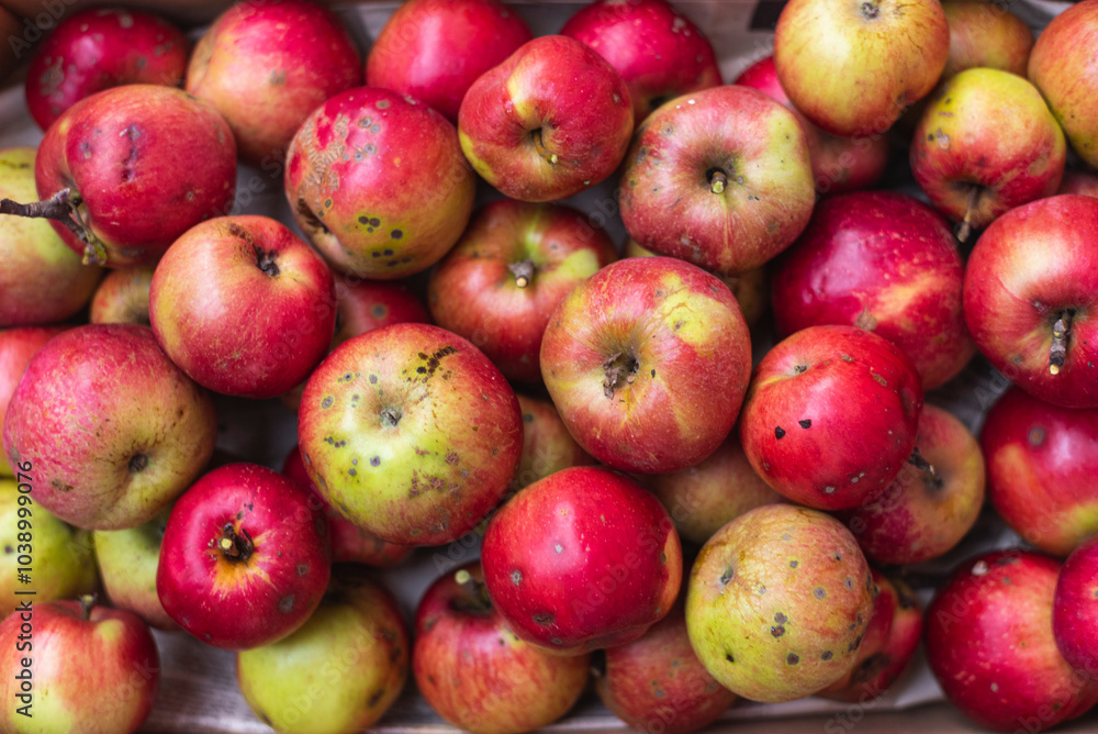 Full frame photo of freshly picked apples. Full frame photo of freshly picked apples.