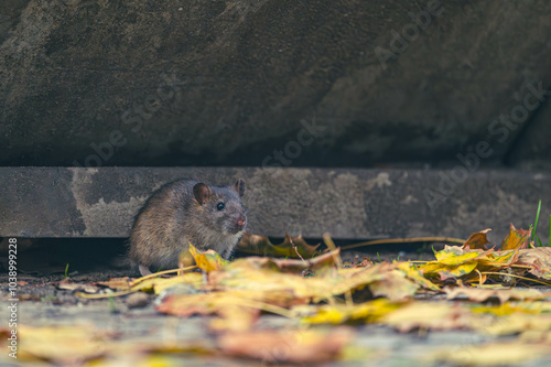 Ratten auf Wanderschaft