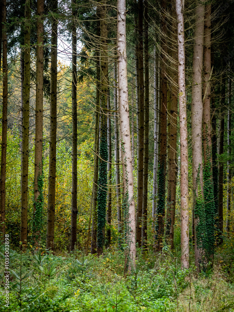 Fototapeta premium Wiederaufforstung im herbstlichen Mischwald