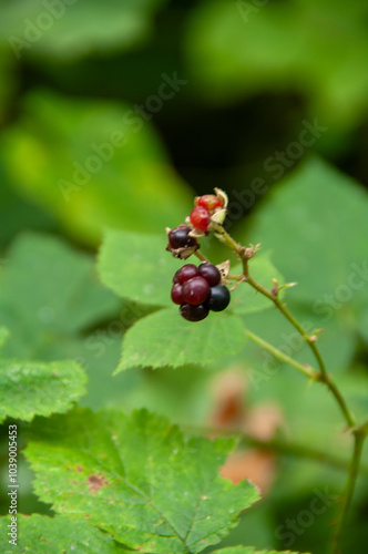 Wild flowers and fruit in macro shot , close up