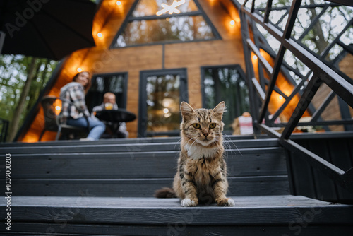 Cat sitting on the terrace steps of wooden A-frame cabin, creating a cozy and rustic forest ambiance