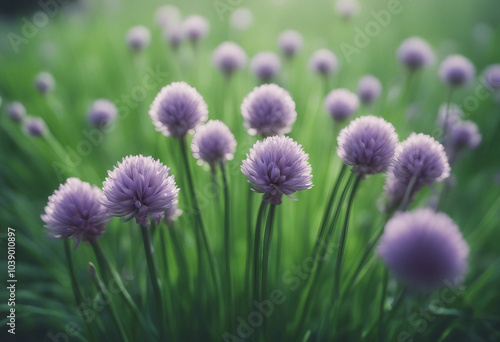 A bunch of fresh chives